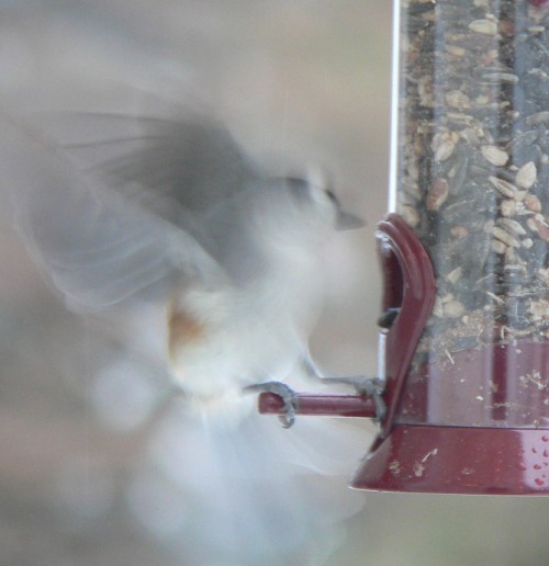 Titmouse landing