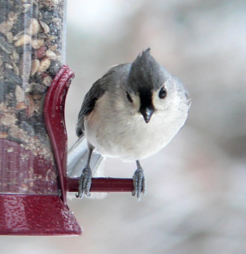 Titmouse Watching You