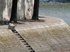 Reading by the Seine