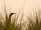 Bird in Grass