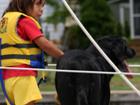 Sailing with the Dog