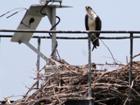 Osprey Nest