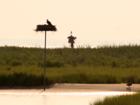 Osprey Nests in Silhouette