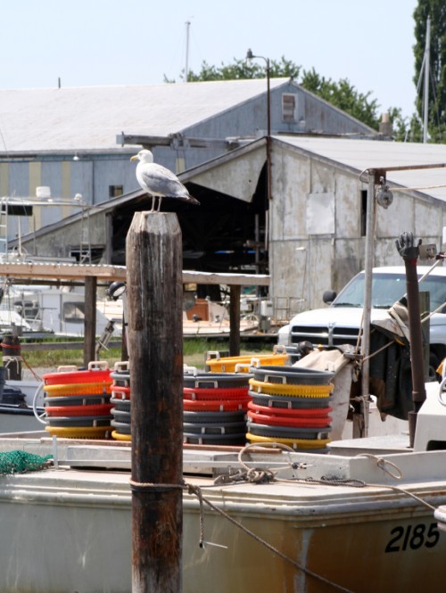 Crab Pots and Gull