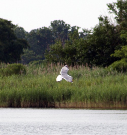 Diving Gull