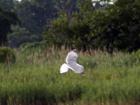 Diving Gull